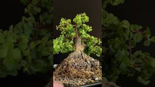 Saving My ‘River Tree’ Dwarf Jade Bonsai With an Emergency Repot Portulacaria Afra [upl. by Ykroc]