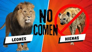 🦁Por qué los LEONES NO COMEN HIENAS🚫 leones biologia animal [upl. by Magda427]