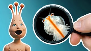 Putting My Sea Monkeys Under the Microscope [upl. by Ybbor87]