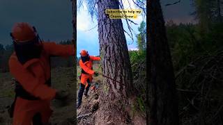 Cutting the Vedge Stihl ms500i shorts chainsawman stihl [upl. by Ehtiaf]