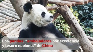 Los pandas son más que adorables ¡son embajadores diplomáticos China los envía a países con lazos [upl. by Ayanahs]