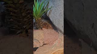 棘皮瘤尾守宮Centralian Rough Knobtailed GeckoTaipei Zoo [upl. by Werdma]