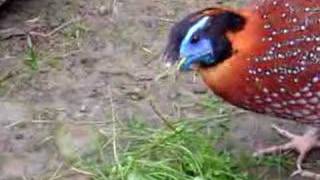 Temminck Tragopan Pheasants [upl. by Anina697]