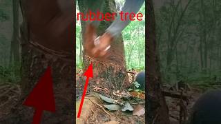 Harvesting Natural Rubber shorts 2025 [upl. by Aytida]