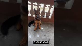 German Shepherd puppy for saleRoyalpatdeoriagorakhpurshortsytshortsytyoutubeshortsuppets [upl. by Winnah493]