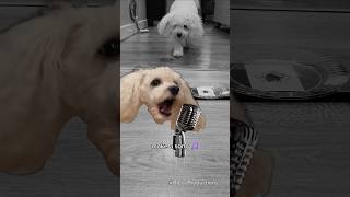 Our Dogs Create Filipino Song 🇵🇭 shorts [upl. by Diego178]