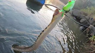 Amazing Snake head fishing Marral fishing [upl. by Llenyt]