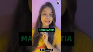 Marchantia BSc 1st year most important features 🔥 shorts neetbiology ncert bsc youtubeshorts [upl. by Healy691]