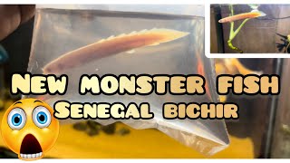 🤯😱BUYING NEW EXOTIC MONSTER FISH FOR AQUARIUM🐳🐠 ALBINO SENEGAL BICHIR  FISH TANK tamil [upl. by Elysia717]