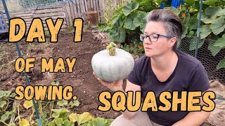 Sowing And Growing Squashes Guide For Beginners Day 1 Of May Sowings [upl. by Allrud]