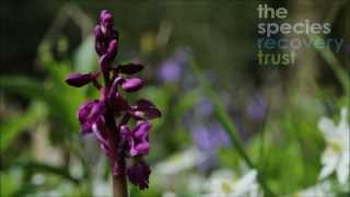 How to identify Early Purple Orchid Orchis mascula [upl. by Barth659]