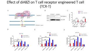 Effects of DiaBZl on Tcell engineered with IG4HAT on cytotoxicity against tumor cells Code 700 [upl. by Aleahpar]