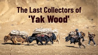 How Yaks Help a Village Stay Warm  The Untold Story of Yak Shing [upl. by Araem]