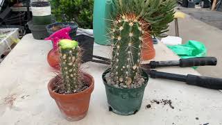 Replanting a Cactus that is too tall or damaged [upl. by Aromat]