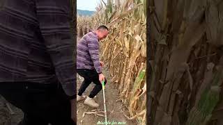 Essential Tools for Rural Farmer  Practical Use of Farming 🌽🌽Tools shorts youtubeshorts [upl. by Ereveneug]