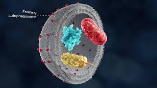 The mechanism of autophagy [upl. by Morrill996]