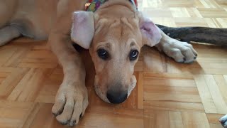 How to train your dog to to clean its ears  Husbandry training part 1 [upl. by Annairol]