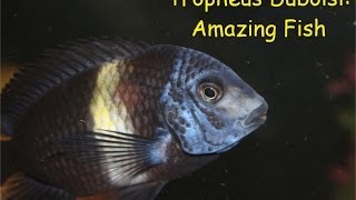 Tropheus Duboisi Amazing Fish [upl. by Dylana]