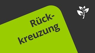 Rückkreuzung  Eine Erklärung  Biologie  Genetik [upl. by Saunders]