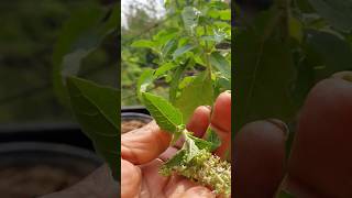 tulsi jii ki manjari me bahut sare fayde hayyoutubeshorts tulsi [upl. by Aerdnna]