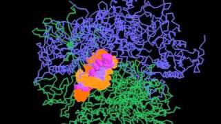 RNA polymerase II [upl. by Savihc]