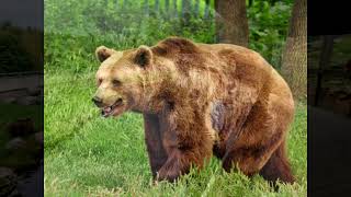 Ursus arctos arctos — європейський бурий ведмідь  Eurasian brown bear [upl. by Aneloc]