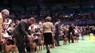 Westminster Dog Show 2009 [upl. by Chita365]