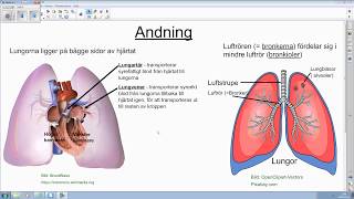Andningsorganen  våra övre och nedre luftvägar [upl. by Zzaj]
