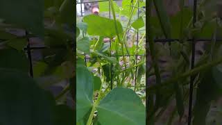 Moroccan pinto beans is covered in blooms and beans like crazy on my fence trellis [upl. by Mersey]