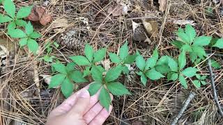 Parthenocissus quinquefolia Virginia creeper [upl. by Aimahs169]