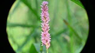 Persicaria amphibia Swamp Smartweed  The terrestrial form var emersa [upl. by Lev]