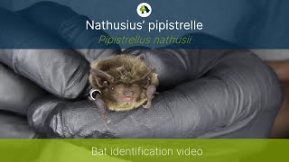 Nathusius’ pipistrelle Pipistrellus nathusii identification training video [upl. by Spiers]