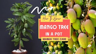 How To Grow Mango Tree In A Pot  Mango Tree Care [upl. by Moretta]