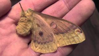 Giant Night Moths 7 headless moths still alive 36 hours later [upl. by Nnylodnewg565]