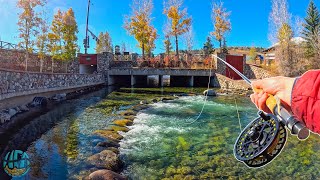 First Time Catching Kokanee Salmon Fly Fishing [upl. by Imojean8]