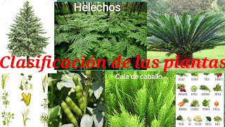 Clasificación de las plantas [upl. by Schilling]