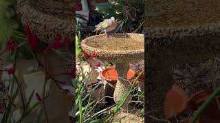 Male Bronzewing Pigeon [upl. by Geordie]