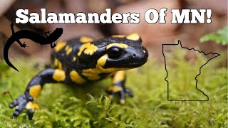 Salamanders Of MN [upl. by Wendin35]