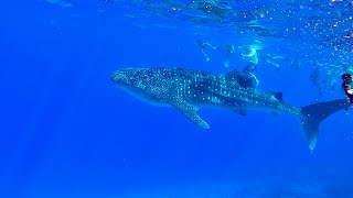 Whale Shark at Molokini Crater Maui Snorkeling [upl. by Iruahs298]