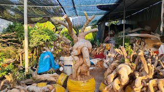 Phôi bông giấy mỹ to quái đẹp chào bán ngày 251  Bonsai Anh Ba 0363579057 [upl. by Bradlee]