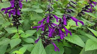 Salvia  my goto plant 10 different varieties in my garden [upl. by Natika768]