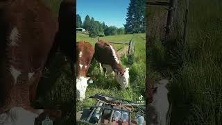 cow farmlifebestlife cattlefarm farming farmanimal happy cows moved to new pasture [upl. by Shieh]