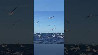 Seagulls  Many Seagulls to see at the sea [upl. by Nilloc637]