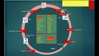 Exosomes [upl. by Ylagam]