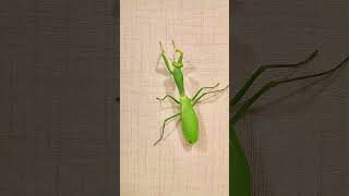 How does a giant mantis differ from a regular one mantis insects [upl. by Tabbie]