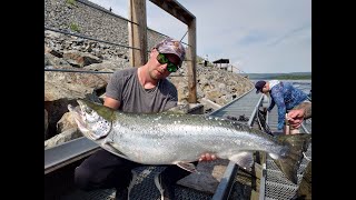 Laxfiske i Bergeforsen 2023 Vi fick årets första LAX  TEAM NOLLKOLL FISHING [upl. by Shank929]