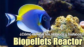 ¿Cómo eliminar los nitratos fosfatos biopellets Reactor de Bulk Reef  Mi acuario marino  Cap 4 [upl. by Eiznikam]