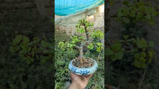 Jade Bonsai in ceramic Pot jadeplantcare bonsai adenium [upl. by Runkle]