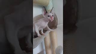 Cute Cornish Rex girl little angel [upl. by Enrobialc158]