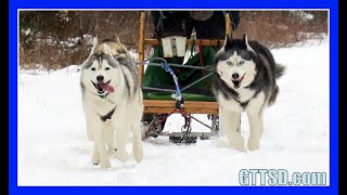 HUSKIES GO DOG SLEDDING  Oakley can Pull the Sled [upl. by Ib]